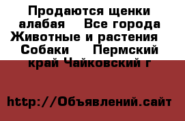 Продаются щенки алабая  - Все города Животные и растения » Собаки   . Пермский край,Чайковский г.